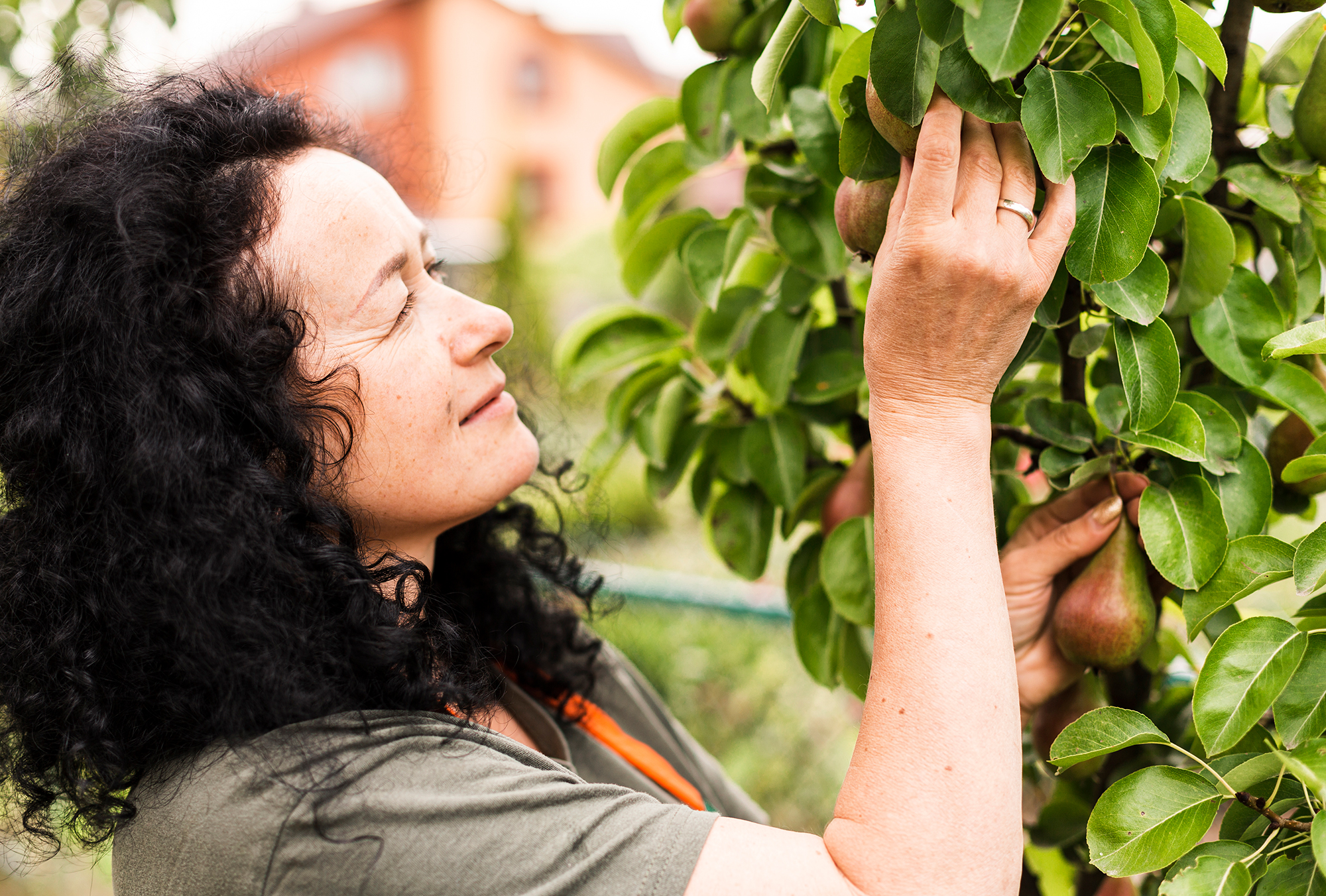 Що не можна садити біля груші: погані "сусіди" призведуть до малого урожаю та шкідників